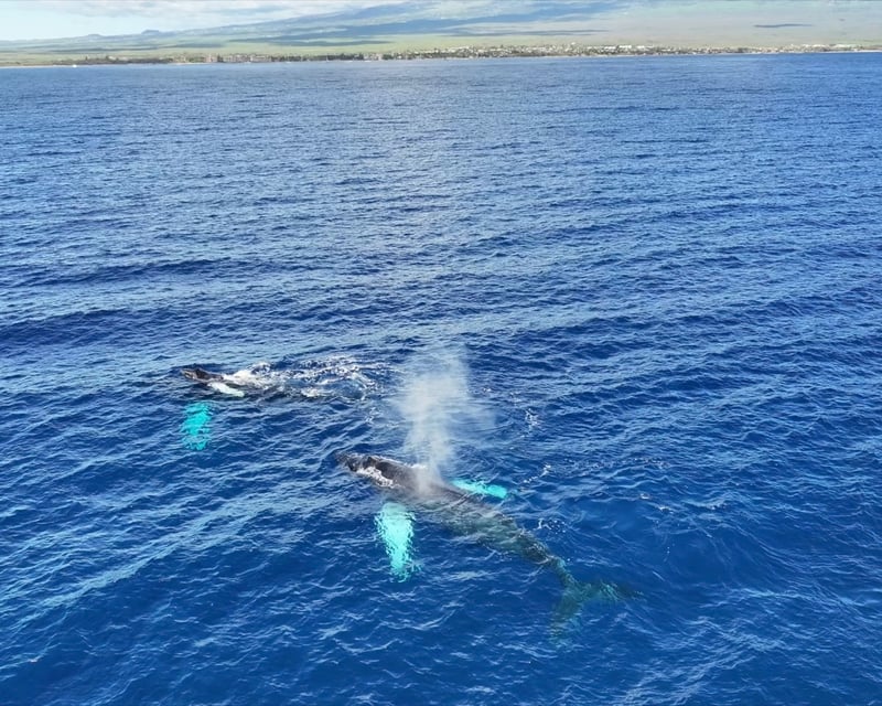 Sail on a Private Maui Whale Watching Cruise