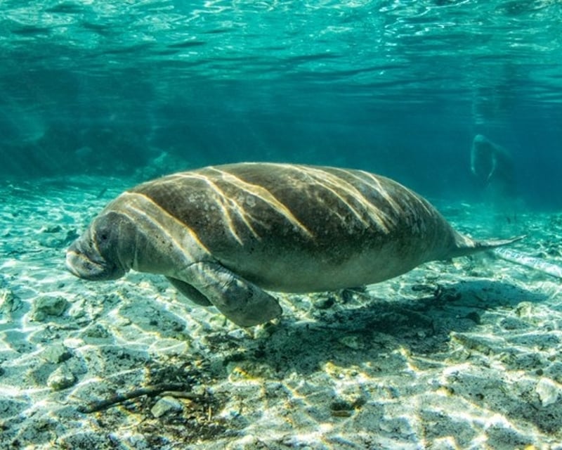 Private Guided Snorkel Tour at Blue Spring State Park