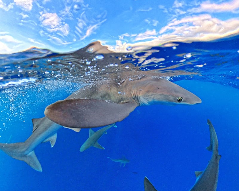 Offshore Whale Watching Tour in Kailua-Kona