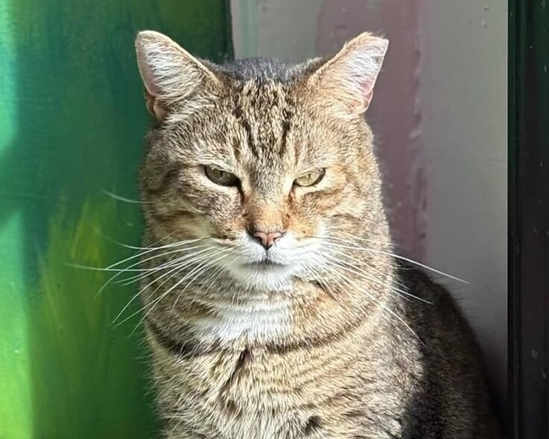 Private Cat Cafe Birthday Party in New Paltz