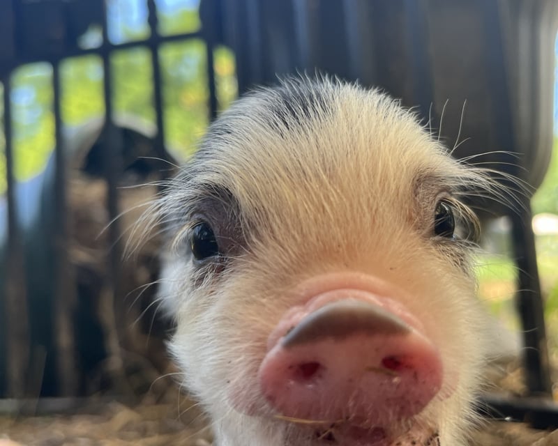 30-Minute Piglet Cuddle Session in Dresher
