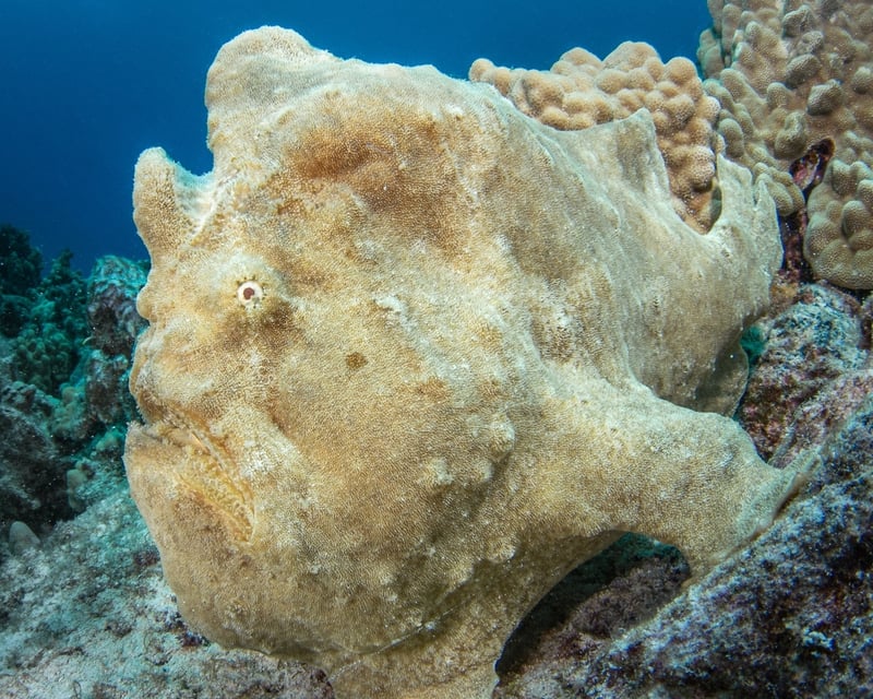 Morning 2-Tank Scuba Charter in Kailua-Kona