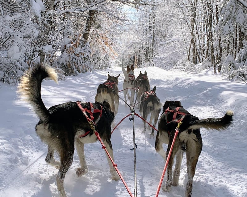 1.5-Hour Dog Sledding Experience