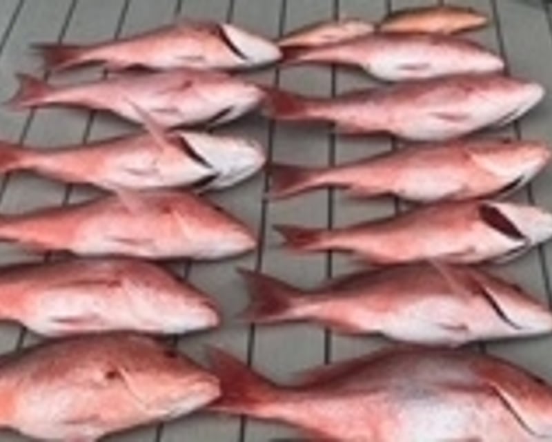 Bottom Fishing Charter at Snapper Banks
