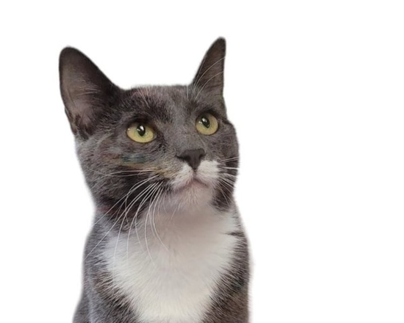 Cat Cafe Visit with Adoptable Cats in Doylestown
