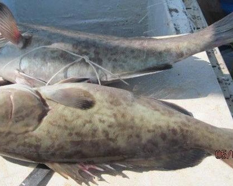 5-Hour Deep Sea Fishing Trip From Panama City Beach