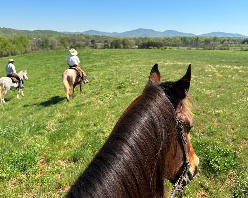 Private Winery Horseback Ride Near Charlottesville