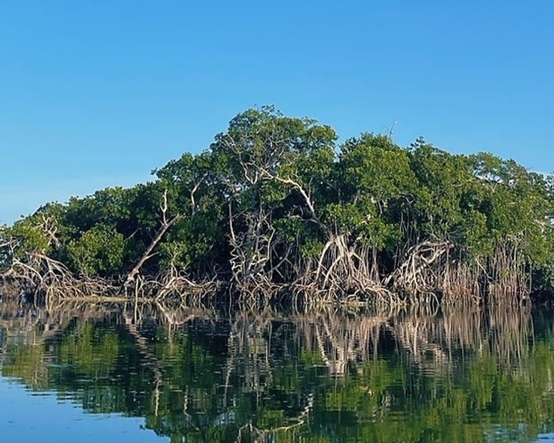 Florida Keys Backcountry Nature Cruise