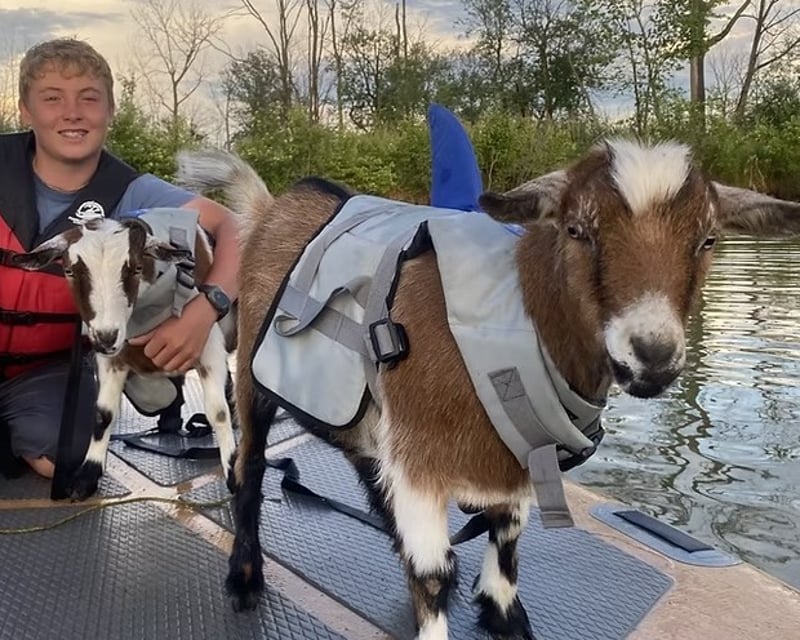 Paddleboard With Goats in Port Clinton