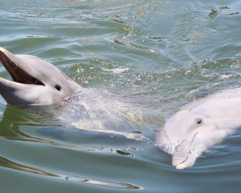 2-Hour Dolphin Cruise in Savannah