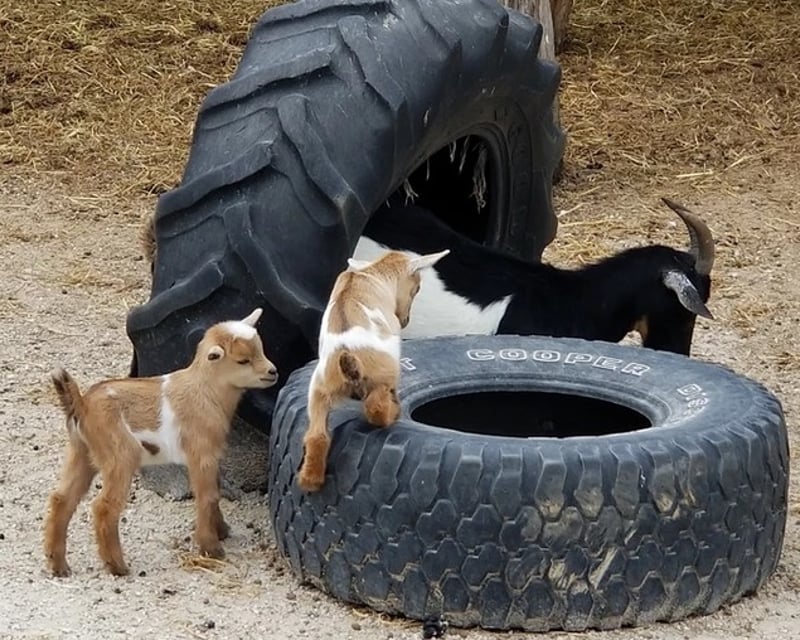 Safari Park Admission With 60+ Species in Wright City