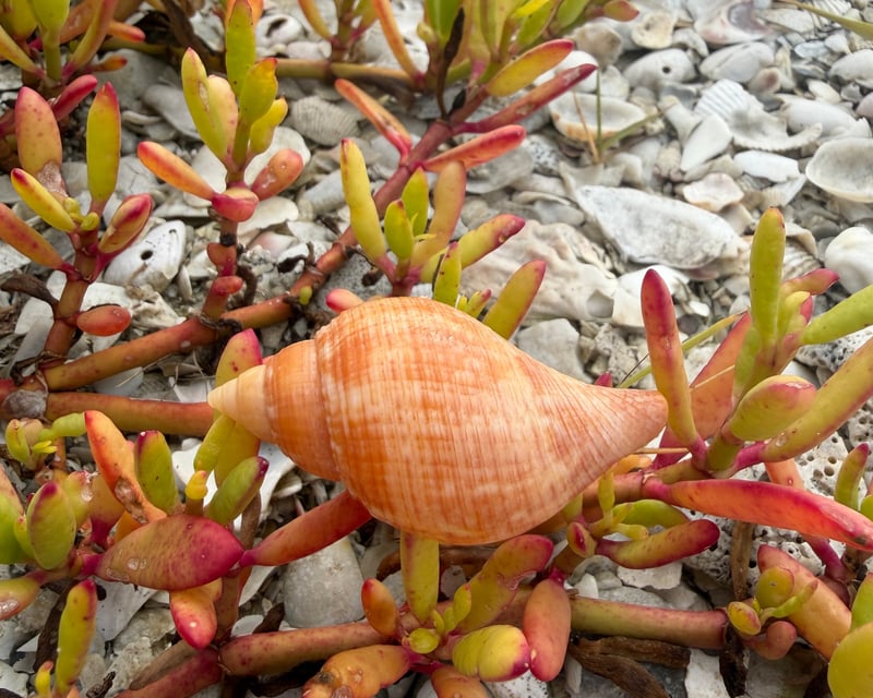 Remote Ten Thousand Islands Shelling Tour Near Marco Island