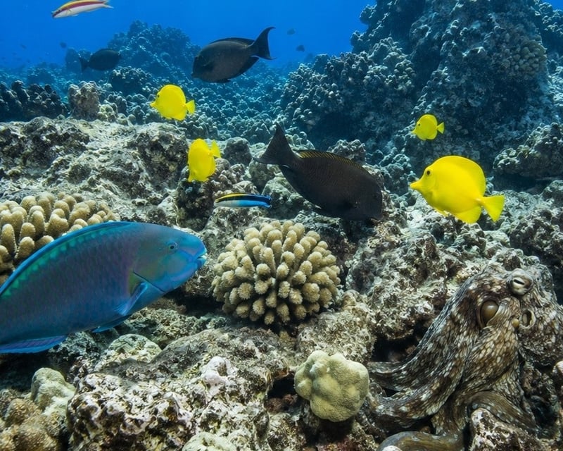 2-Reef Snorkel Tour in Kona with Volcanic Arches