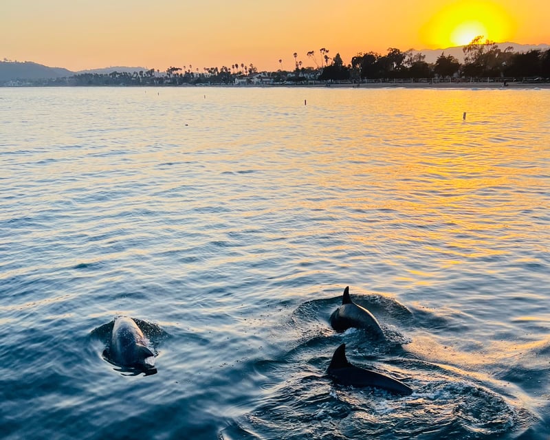 Santa Barbara Sunset Cruise From Stearns Wharf