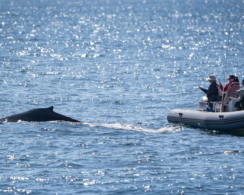 San Diego Whale & Dolphin Watching Cruise