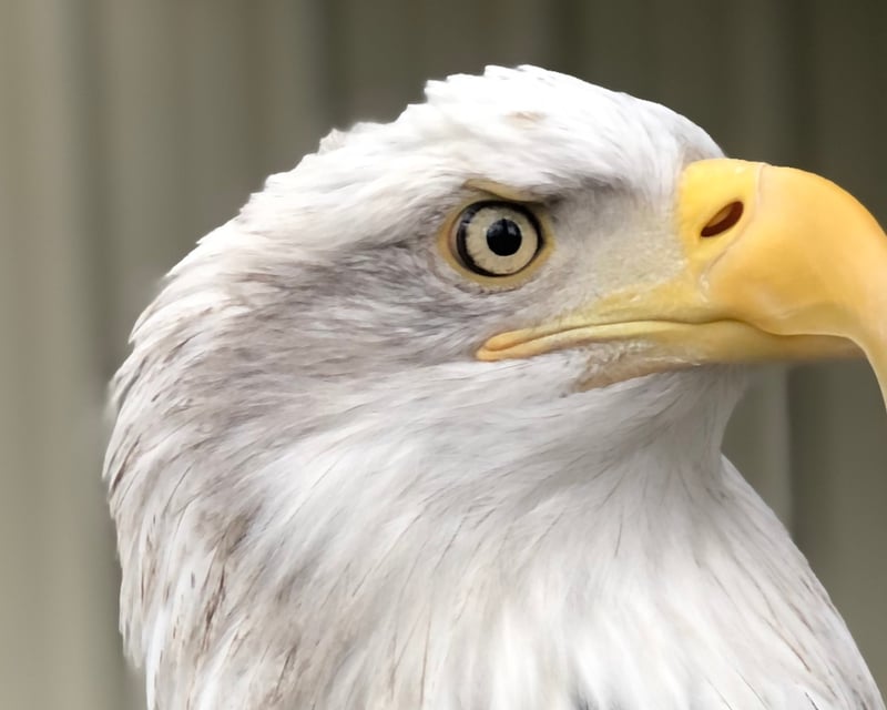 Corvallis Guided Raptor Tour