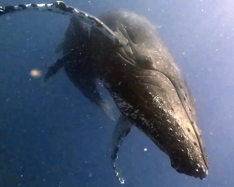 Humpback Whale Watching Cruise in Honolulu