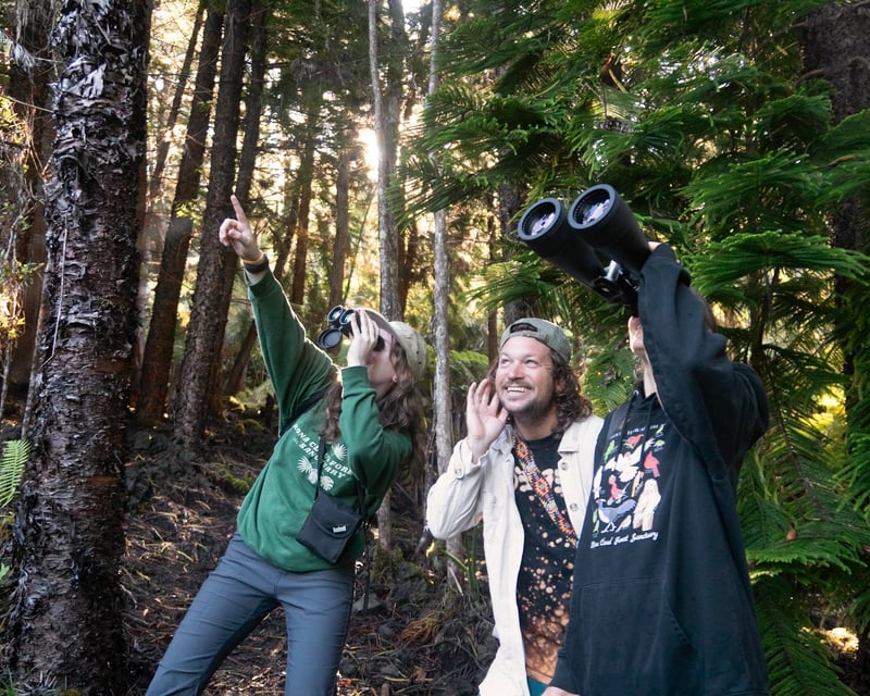 Guided Birding Tour at Kona Cloud Forest