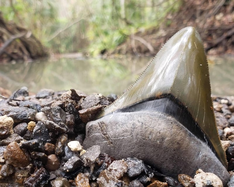 Family-Friendly Creek Adventure Tour in Gainesville