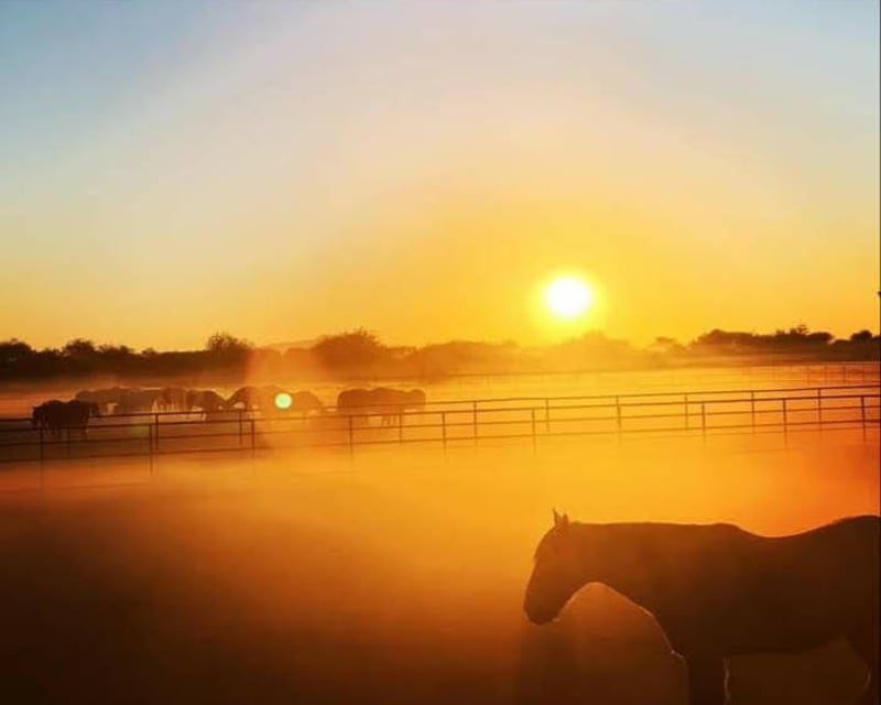 Morning Horseback Ride in Chandler