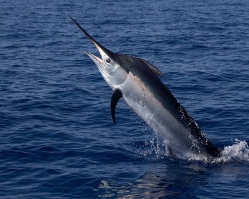 Full-Day Swordfish Fishing Charter in Palm Beach Shores