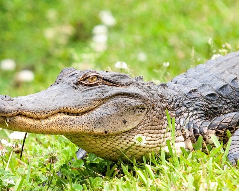 Cajun Swamp Tour: Gators, Cypress & Culture