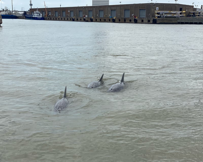 Private Dolphin Watching Boat Tour in Galveston, TX