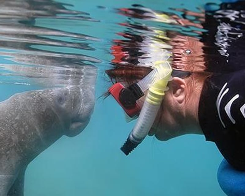 Swim with Manatees Snorkel Tour in Crystal River
