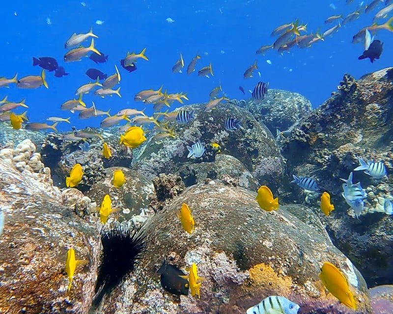 Kona Snorkel Boat Tour to Pawai Bay & Lava Arches