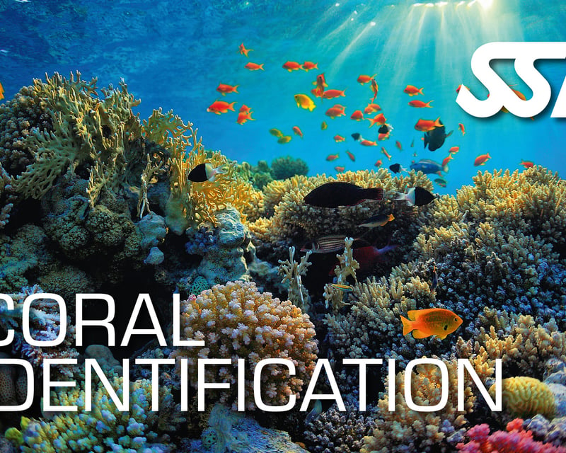 Half-Day Coral Identification Course in Ramrod Key