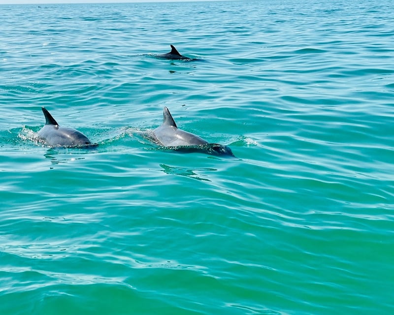 Dolphin Watching & Swimming Boat Tour in Key West