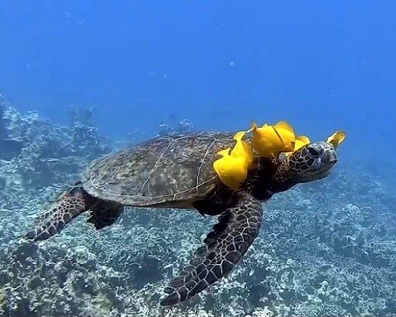 Guided Shore Dive & Intro Scuba Dive in Kailua-Kona
