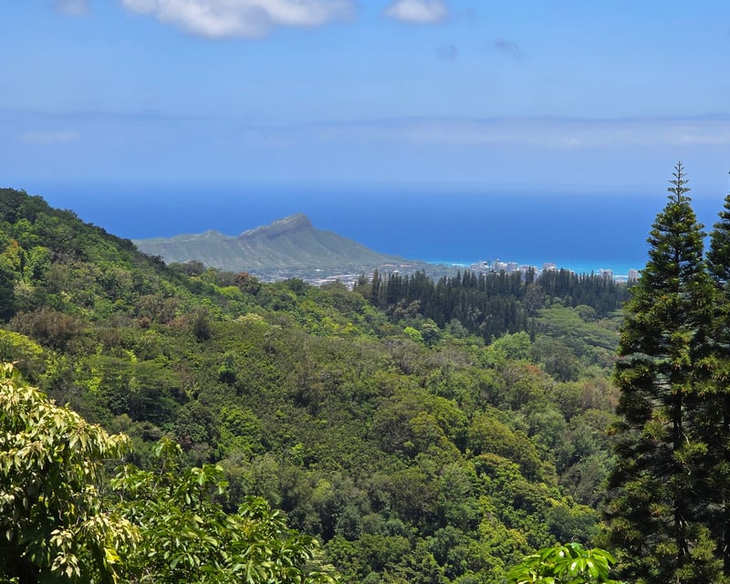 Oahu Guided Volcanic Rainforest Hike