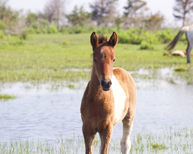Early Bird Spring Foal Boat Tour
