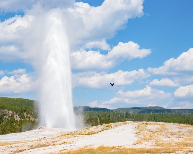 Yellowstone National Park Lower Loop Tour with Old Faithful