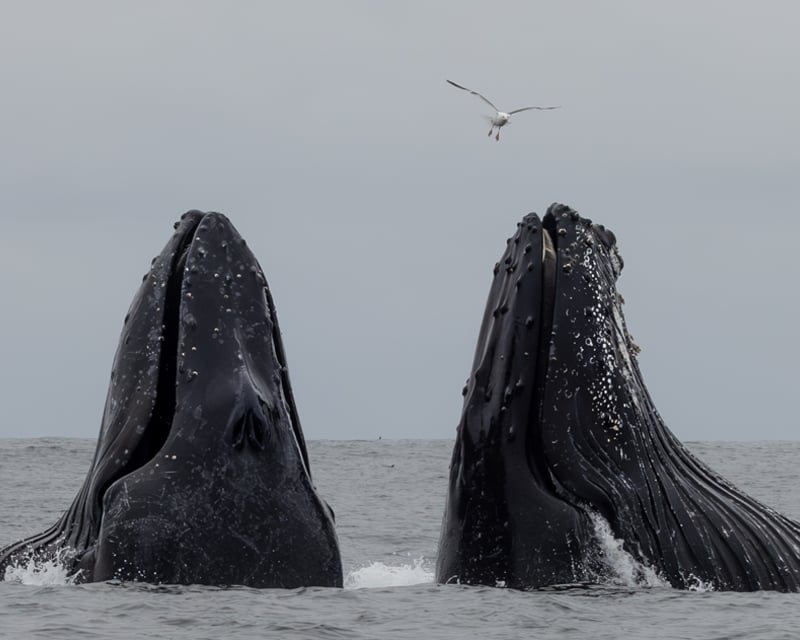 4-Hour Morning Whale Watching Cruise