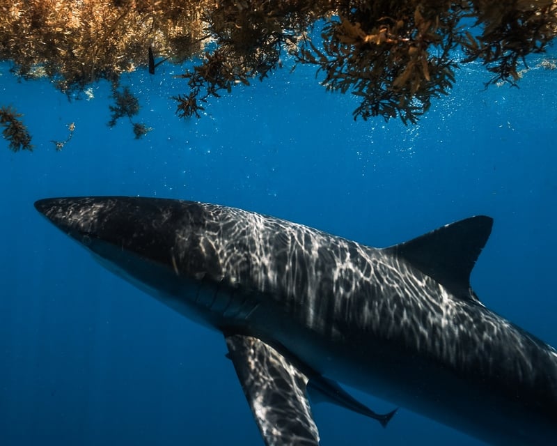 3-Hour Shark Diving Tour in Jupiter