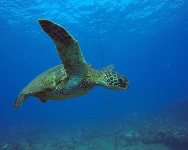 Private 2-Tank Beginner Scuba Dive at Koloa Landing