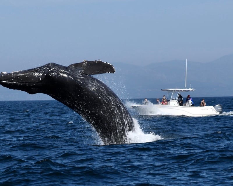 2.5-Hour San Diego Whale Watching Cruise