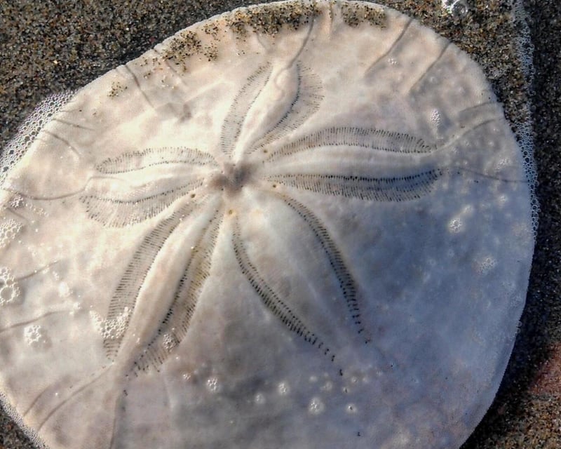 Sand Dollar Island 3-Hour Ferry Tour