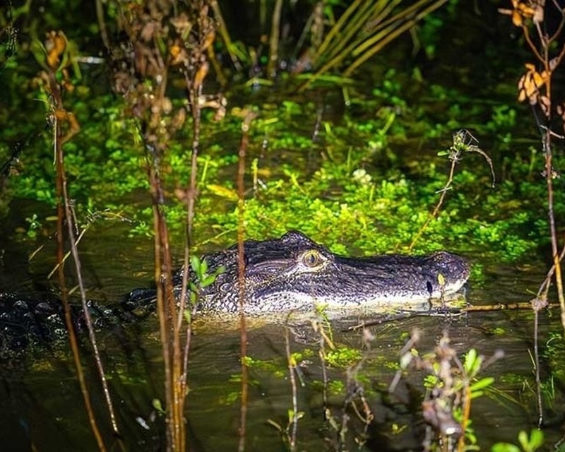 Nighttime Airboat Tour in Orlando