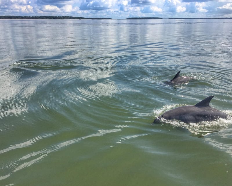 Dolphin & Donut Cruise in Hilton Head Island