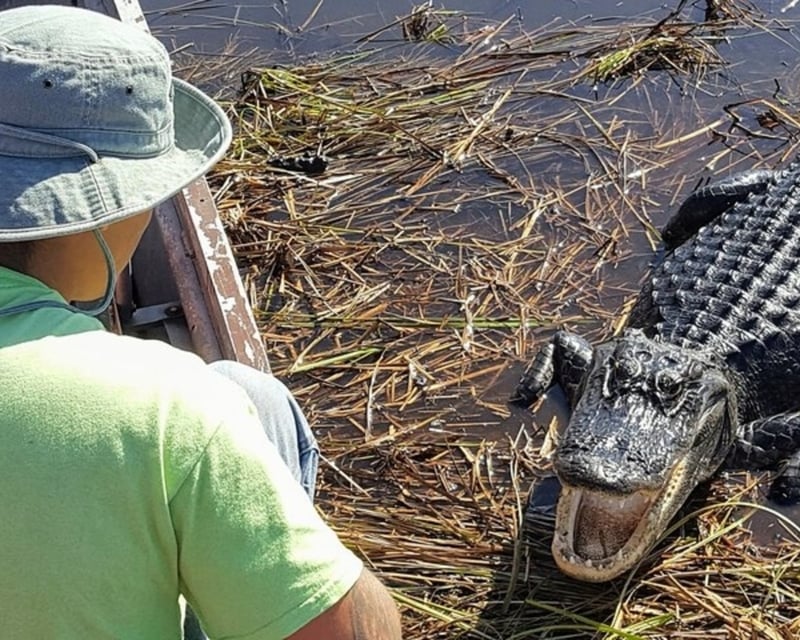 Airboat & Nature Walk in Everglades National Park