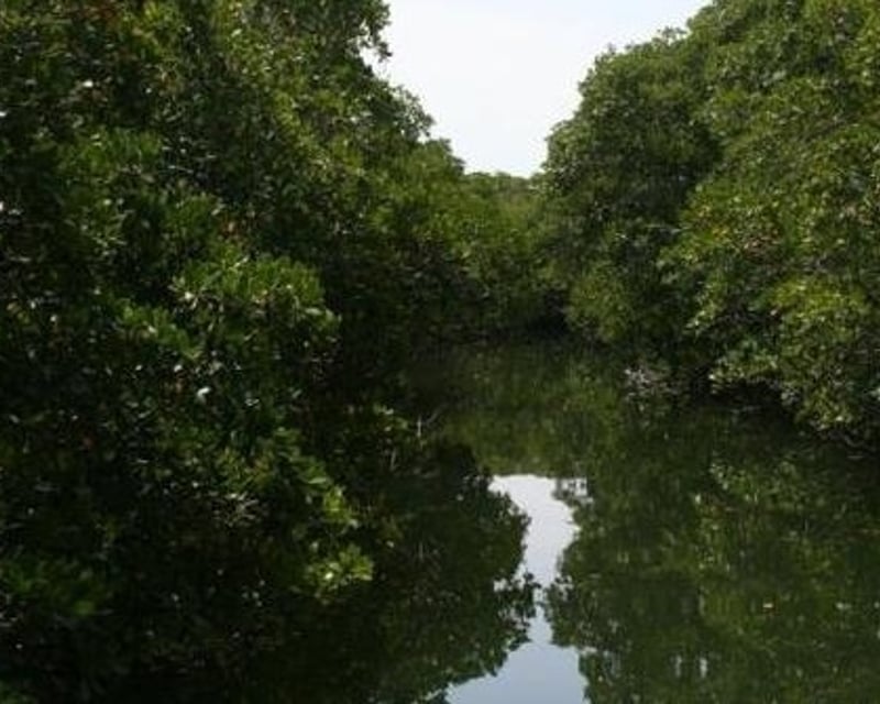 2-Hour Everglades Ecology Boat Tour in Key Largo