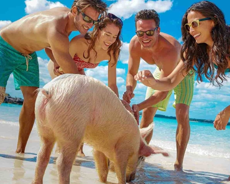 Rose Island Swimming Pigs Tour