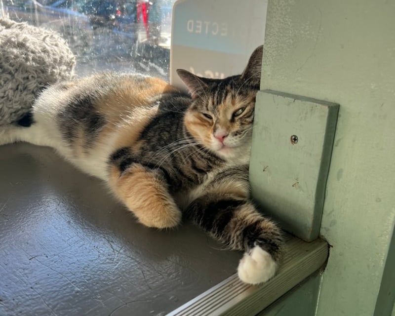 Visit a Cat Cafe in Philadelphia for 30 Minutes
