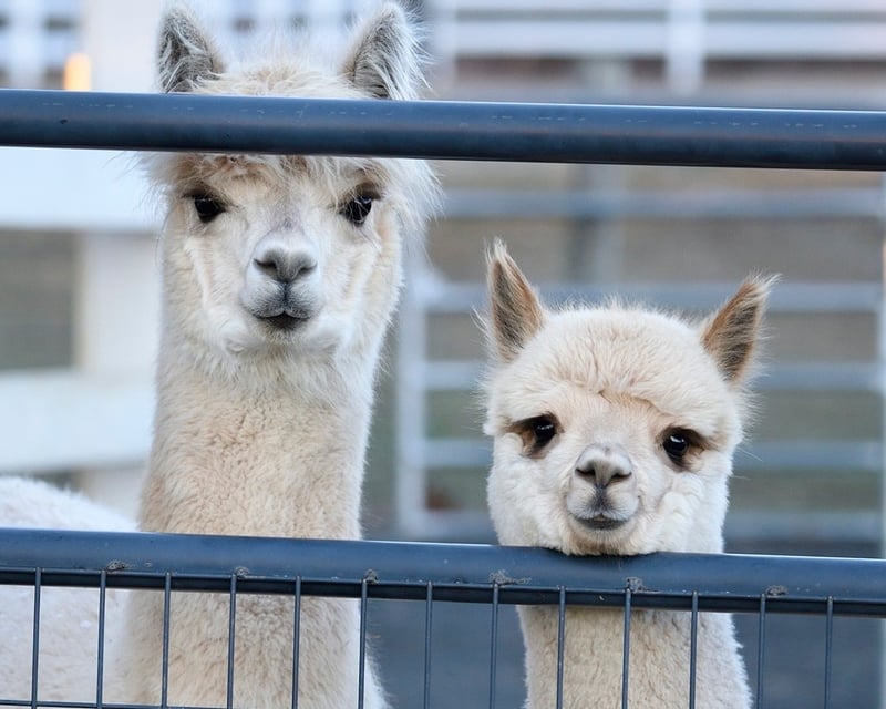 Guided Alpaca Walk & Farm Visit in Peapack