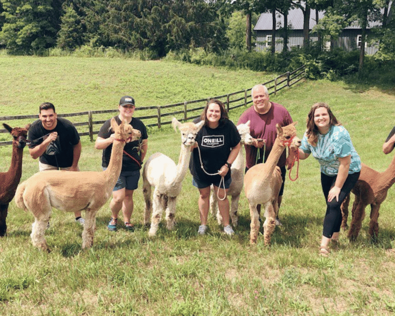 Group Alpaca & Llama Farm Walk in Pleasant Valley, NY