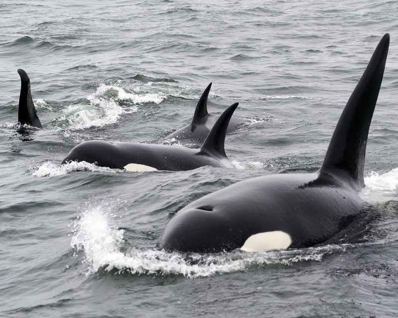 2-Hour Whale & Wildlife Tour in Sitka
