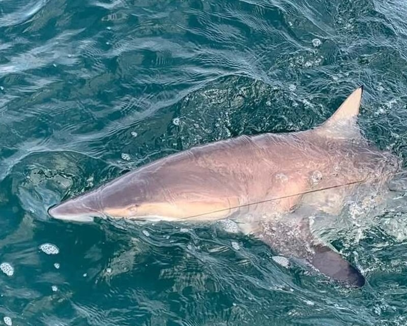 Private Shark Fishing Charter in Clearwater